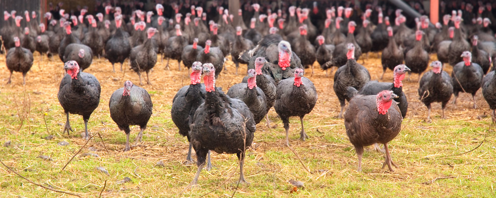 A group of Woodland Bronze turkeys