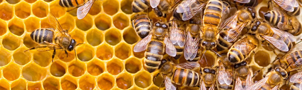 Bees making honey in a hive