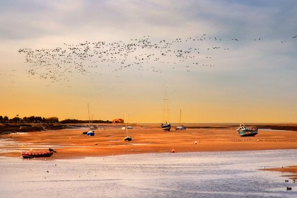 wells-next-the-sea-geese