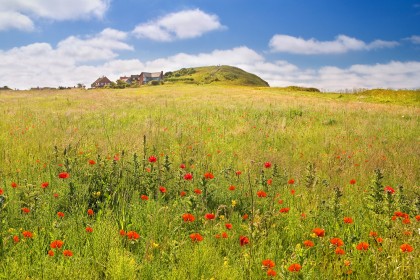 beeston-bump-poppies