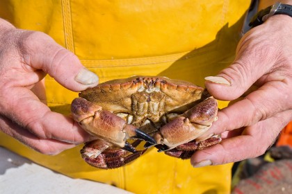 cromer-crab