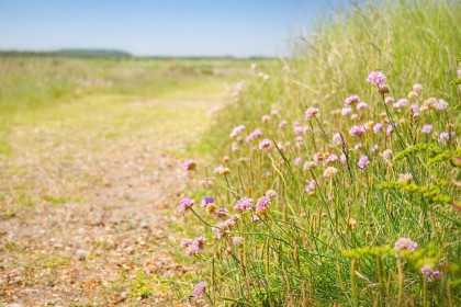 north-norfolk-flora