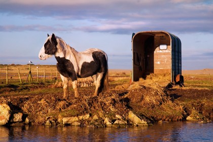 salthouse-horse