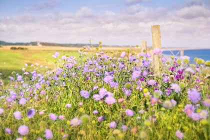 sheringham-flora