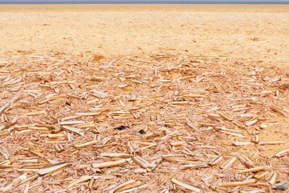 Shells on the beach at Holkham