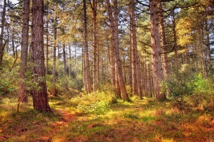 The pine tree wood at Holkham