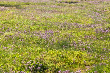 norfolk-sea-lavender