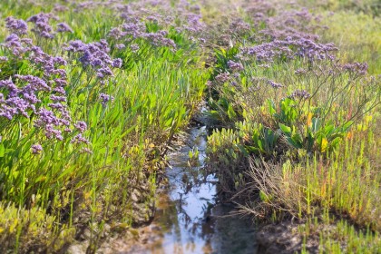 north-norfolk-sea-lavender