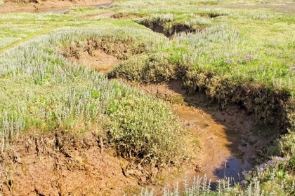 stiffkey