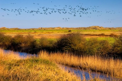 burnham-overy-staithe-birds