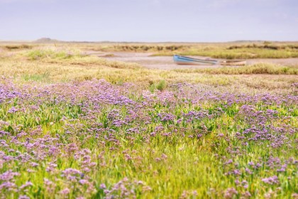 sea-lavender