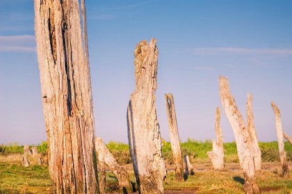 thornham-tree-stumps