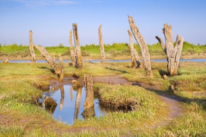 thornham-wooden-stumps