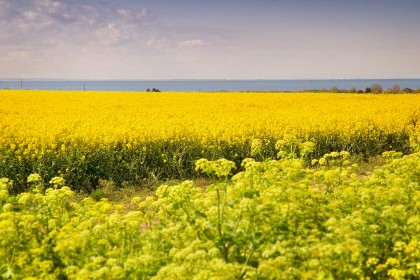 norfolk-rapeseed