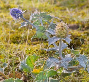 sea-thistle