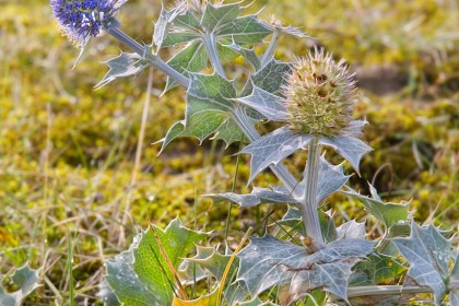 sea-thistle