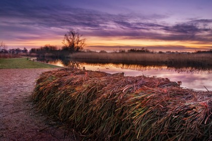 norfolk-broads-reed-cutting