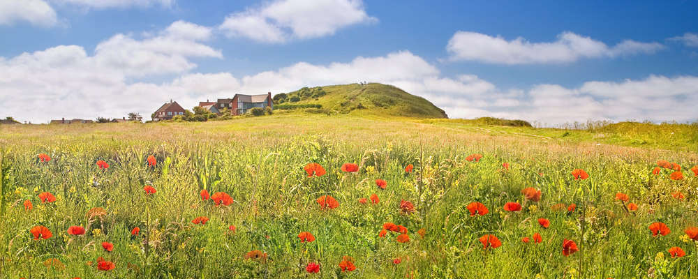 Norfolk Poppies