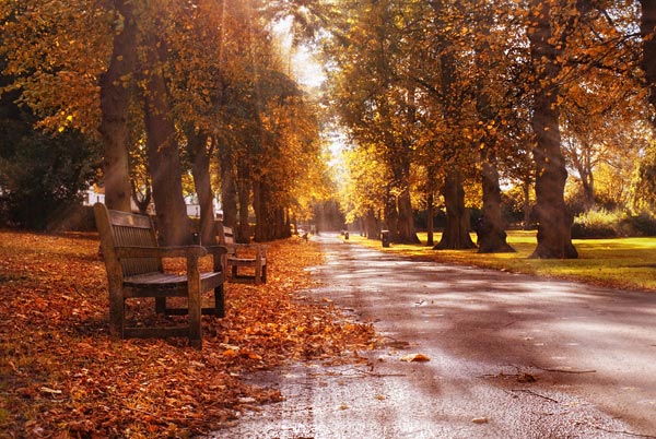 Chapelfield Gardens in the Autumn. A peaceful place for walking in Norwich.