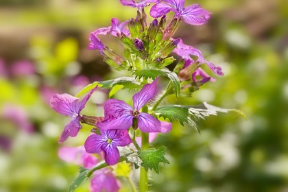 peddars-way-flower