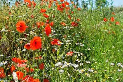 peddars-way-poppies