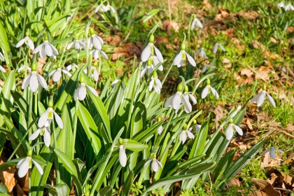 snowdrops-on-the-peddars-way