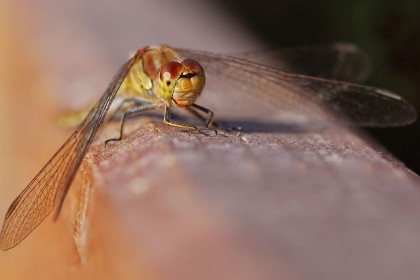 thompson-pingos-dragonfly