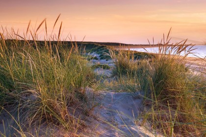 Marram grass on the beach at Holkham in Norfolk